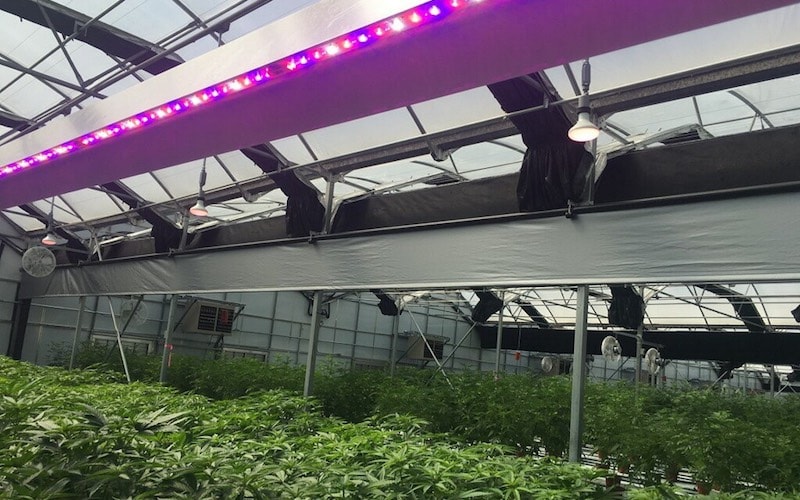 Innovative LED Grow Lights That Both Enhance and Protect Your Plants
