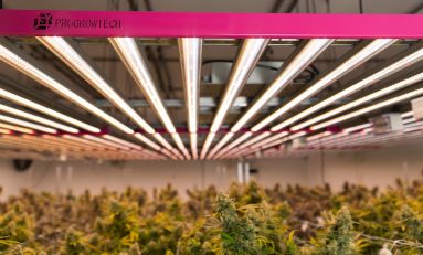 How LED Lights Affect and Improve Cannabis Cultivation