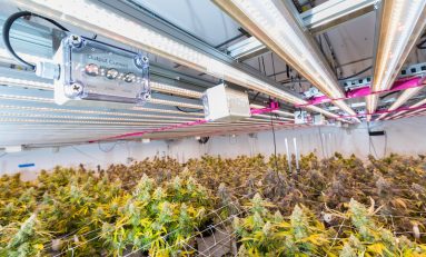 How to Use Flower-in-Place and Vertical Racking to Maximize Yield