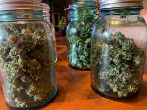 My four plants produced about 7 ounces of trimmed, dried flower (roughly 7 jars of this size).