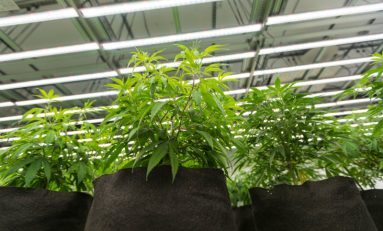 Overcoming Common Indoor Cannabis Growing Obstacles with LEDs 