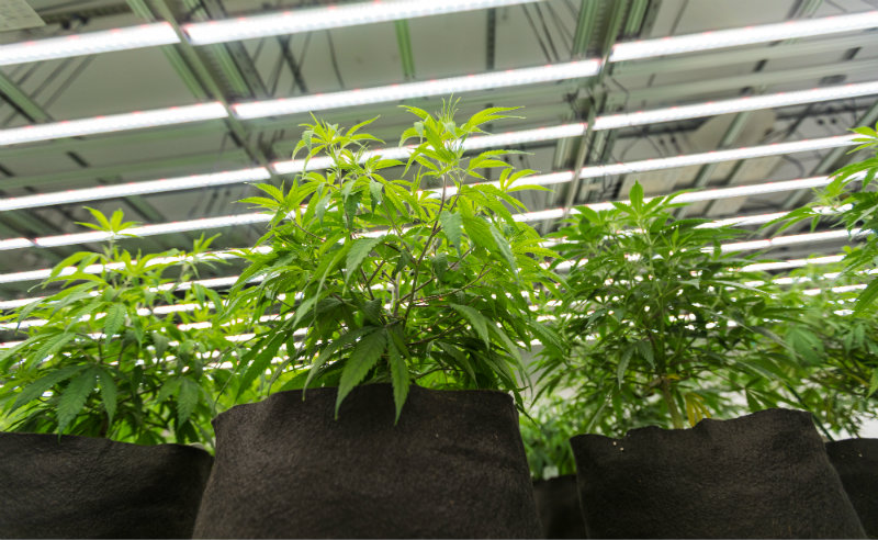 LED lighting is an integral part of modern grow room design. Image courtesy of ProGrowTech.