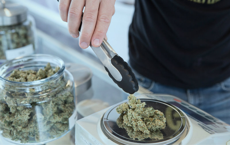 Budtenders or Budistas weigh cannabis at a legal dispensary. Courtesy of Get Budding on Unsplash.