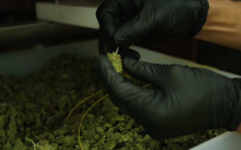 photo of How Radio Frequency Technology is Maintaining High Quality Cannabis image