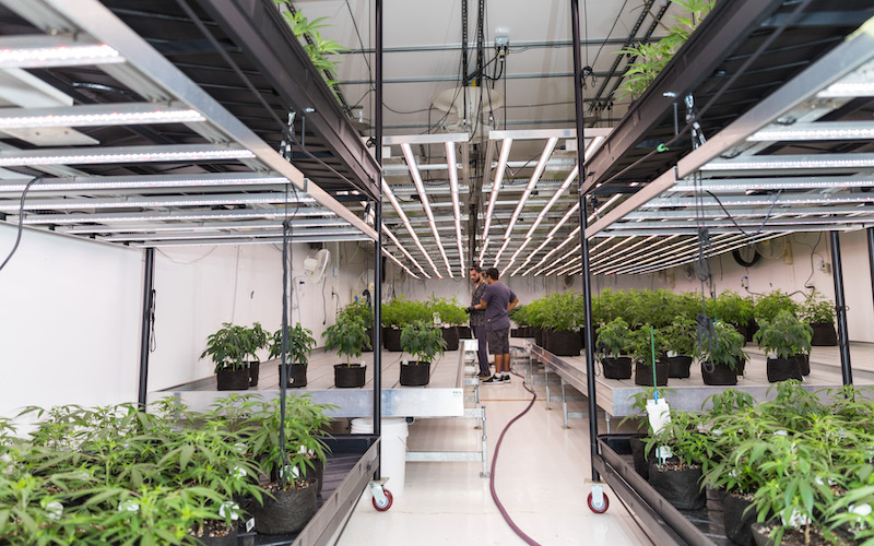 Key Considerations When Expanding Your Indoor Grow Facility