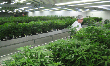 Solving the 3 Biggest HVAC Challenges of Modern Day Grow Rooms