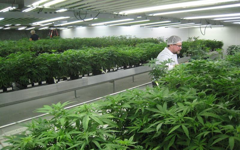 Solving the 3 Biggest HVAC Challenges of Modern Day Grow Rooms