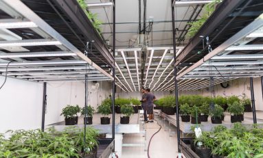 How Surna is Providing Complete HVAC Solutions from Seed to Harvest