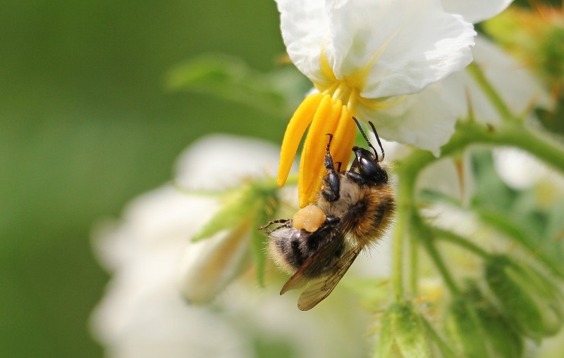 The Global Hemp Industry Could Save The Bees