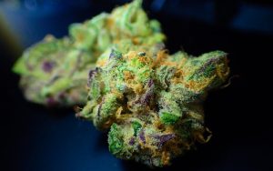 photo of Canadian Study Confirms Consumers Still Prefer Cannabis Flower image