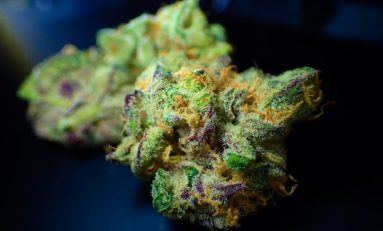 Canadian Study Confirms Consumers Still Prefer Cannabis Flower