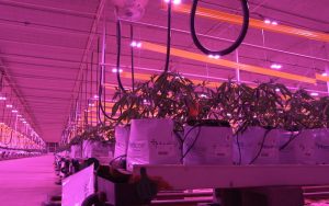 photo of How LumiGrow Implements AI in Their Lighting Technology image