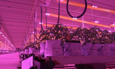 How LumiGrow Implements AI in Their Lighting Technology