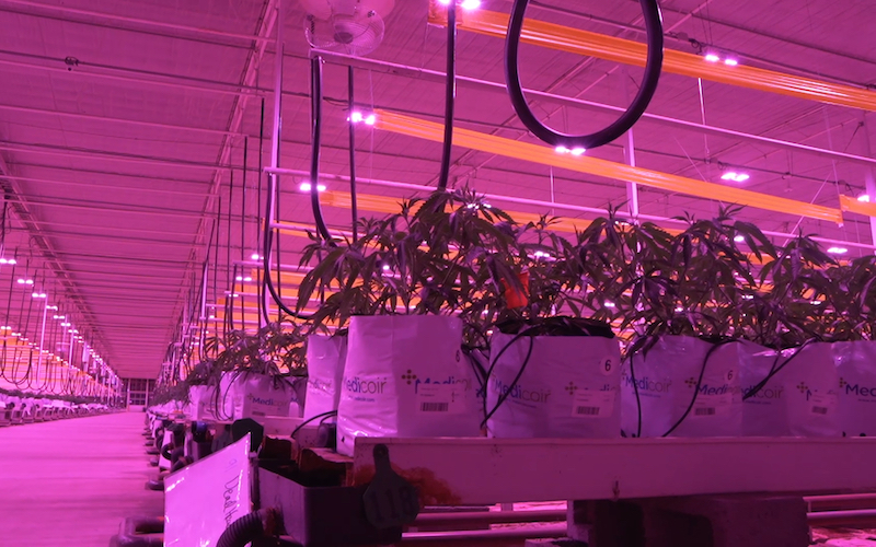 How LumiGrow Implements AI in Their Lighting Technology