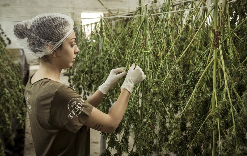 cannabis testing hemp testing