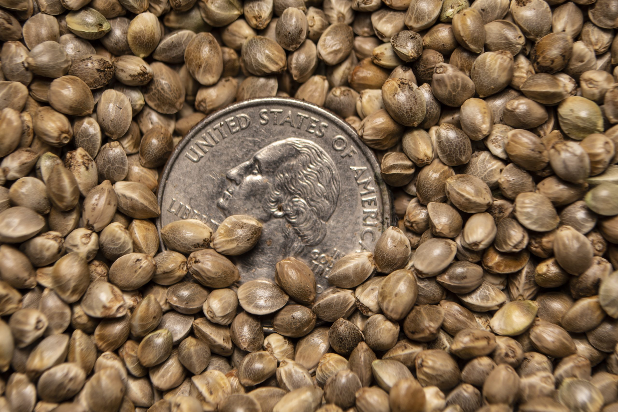 What are CBD seeds and their benefits? : Feminized Hemp Seeds