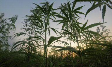 Cannabis Use By Humans Goes Back 10,000 Years
