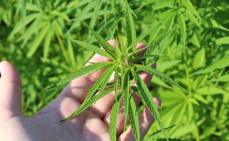 cannabis farming legislation CBD