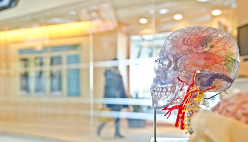 CBD Increases Cerebral Blood Flow To Regions Of Brain