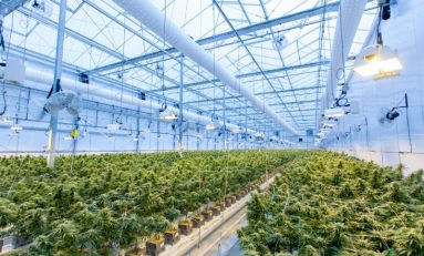 What’s Better: Indoor Cultivation or Greenhouse Operations?