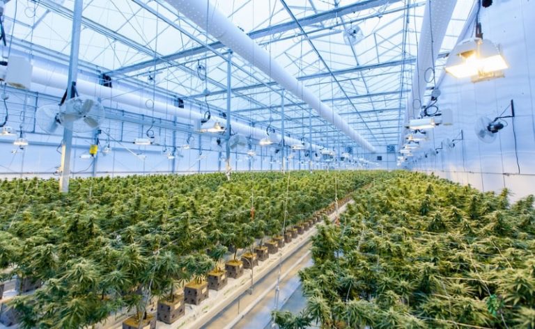 cannabis growing odor technology