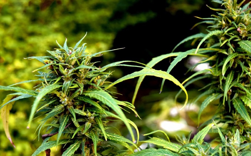 cannabis international cultivation legal