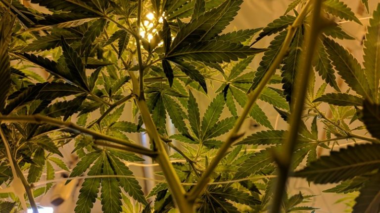 cannabis indoor grow room standards