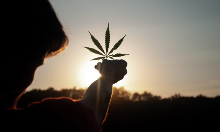 new zealand cannabis legalization
