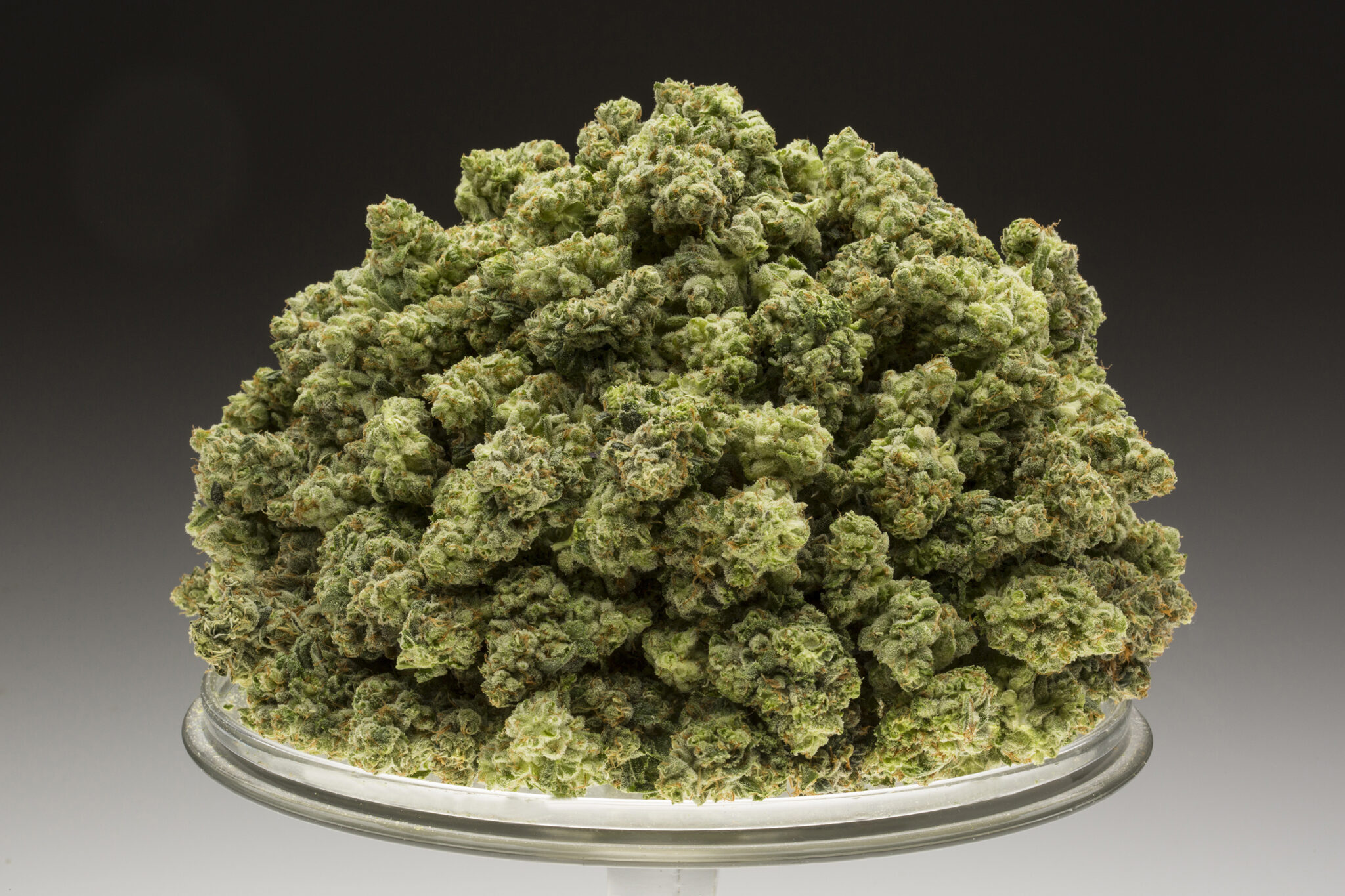 FreezeDried Buds Go From Stalk to Smoke in 24 Hours