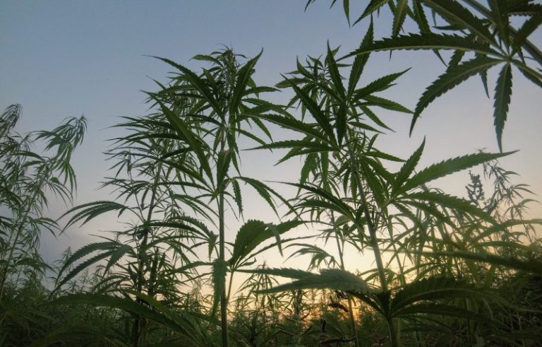 california cannabis legalization laws