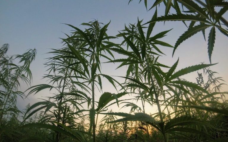 illicit cannabis market illegal DEA cartel