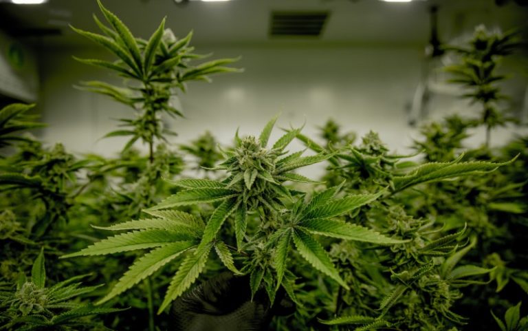 2020 Election cannabis legalization politics