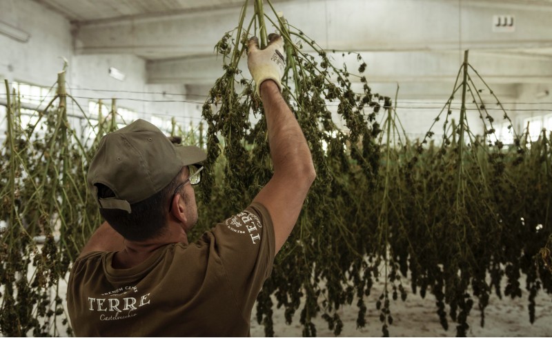 Roll Up Life Inc. Combines Cannabis with Social Equity
