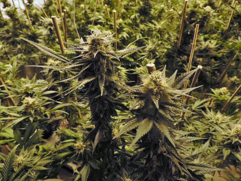 tree-plant-pot-green-produce-indoor-global cannabis market