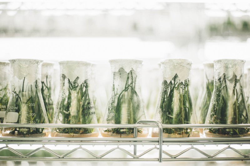 Terpene Profiles May Shape the Future of Cannabis