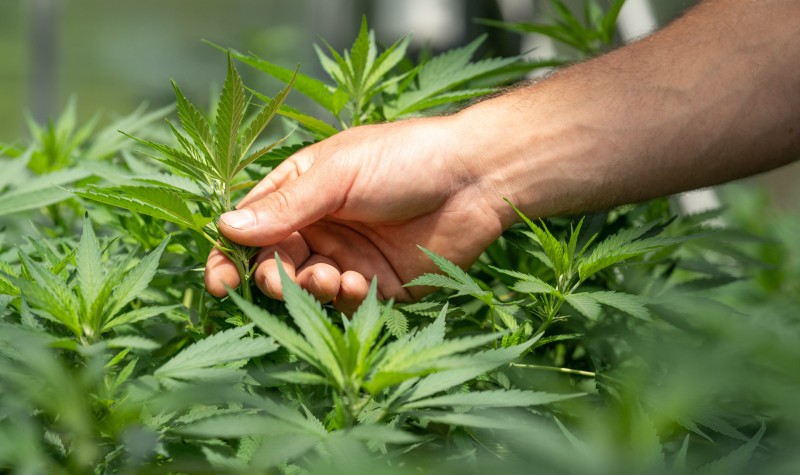 organic cannabis sustainability cultivation
