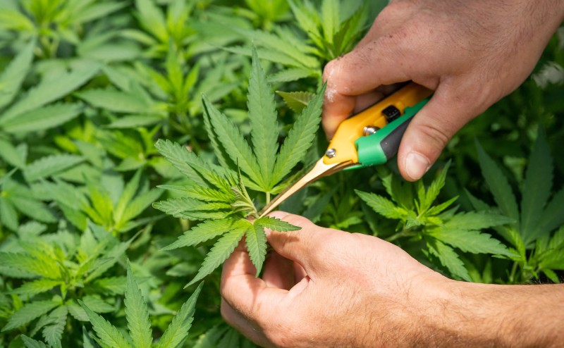 international cannabis legalization 2021
