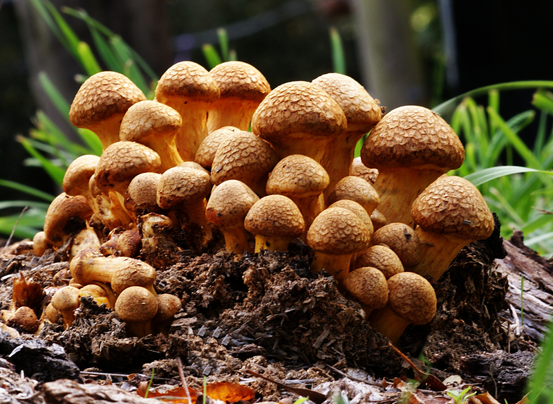produce-autumn-mushroom-fungus-fungi-gymnopilus-psychedelics-178020-pxhere.com