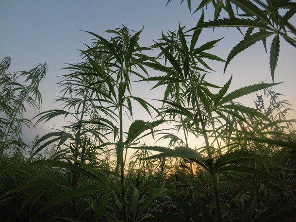 Different Ways Hemp Can be Utilized as House-Building Materials