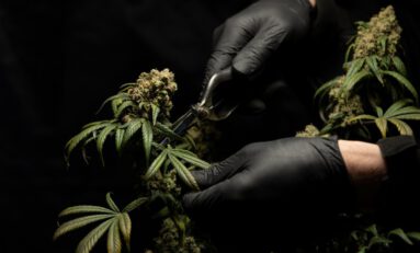 Quick Hits: The Week in Cannabis