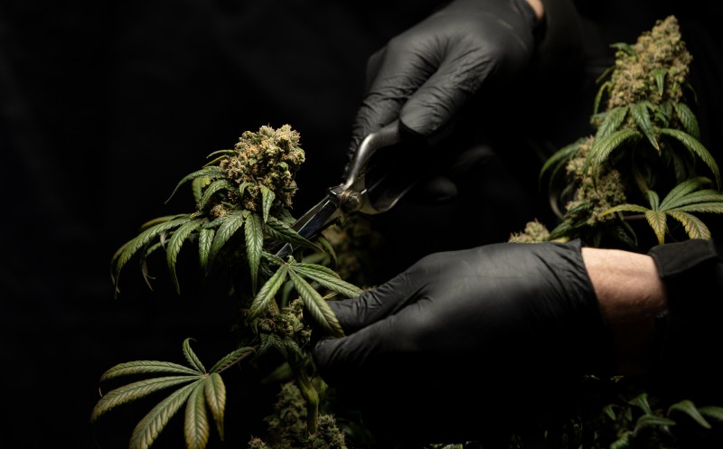 Quick Hits: The Week in Cannabis