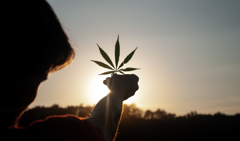 This Week in Cannabis News