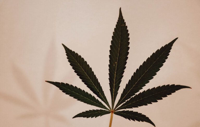 cannabis news legalization