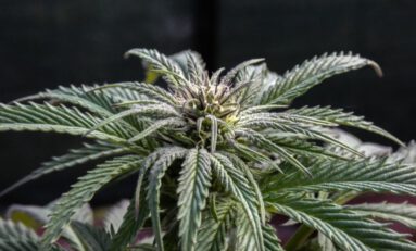 Common Cannabis Growing Problems and How to Fix Them