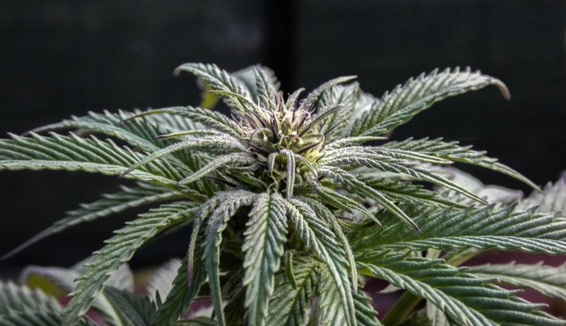 growing cannabis mistakes hemp