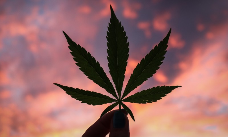 Quick Hits: All the Latest Cannabis Industry News