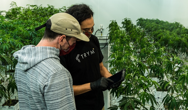 Touchless Automation is Streamlining Cannabis Production & Compliance