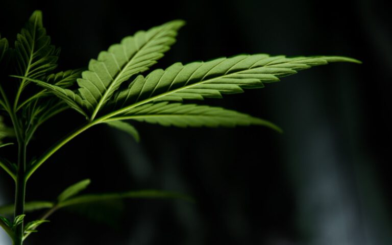 California cannabis news cannabis legalization politics