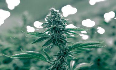 Quick Hits: Huge Wins for Cannabis Legalization