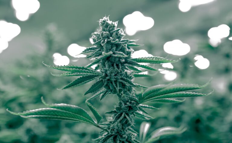 cannabis news legalization research